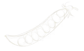 Sketch illustration of an open pea pod with eight peas inside.