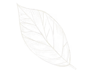 Hand-drawn white outline of a large leaf on a transparent background.