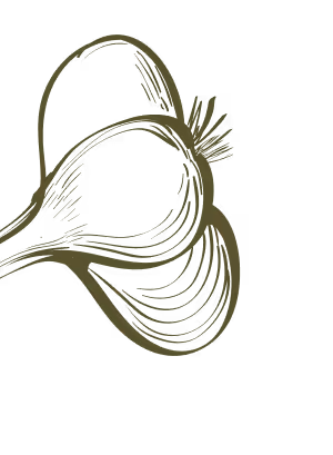 Brown line art illustration of a clove of garlic with stylized curved lines.