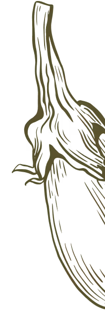 Illustration of an eggplant with detailed lines in olive green color on a transparent background.