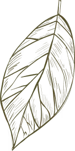 Hand-drawn sketch of a single elongated leaf with visible veins in olive green.