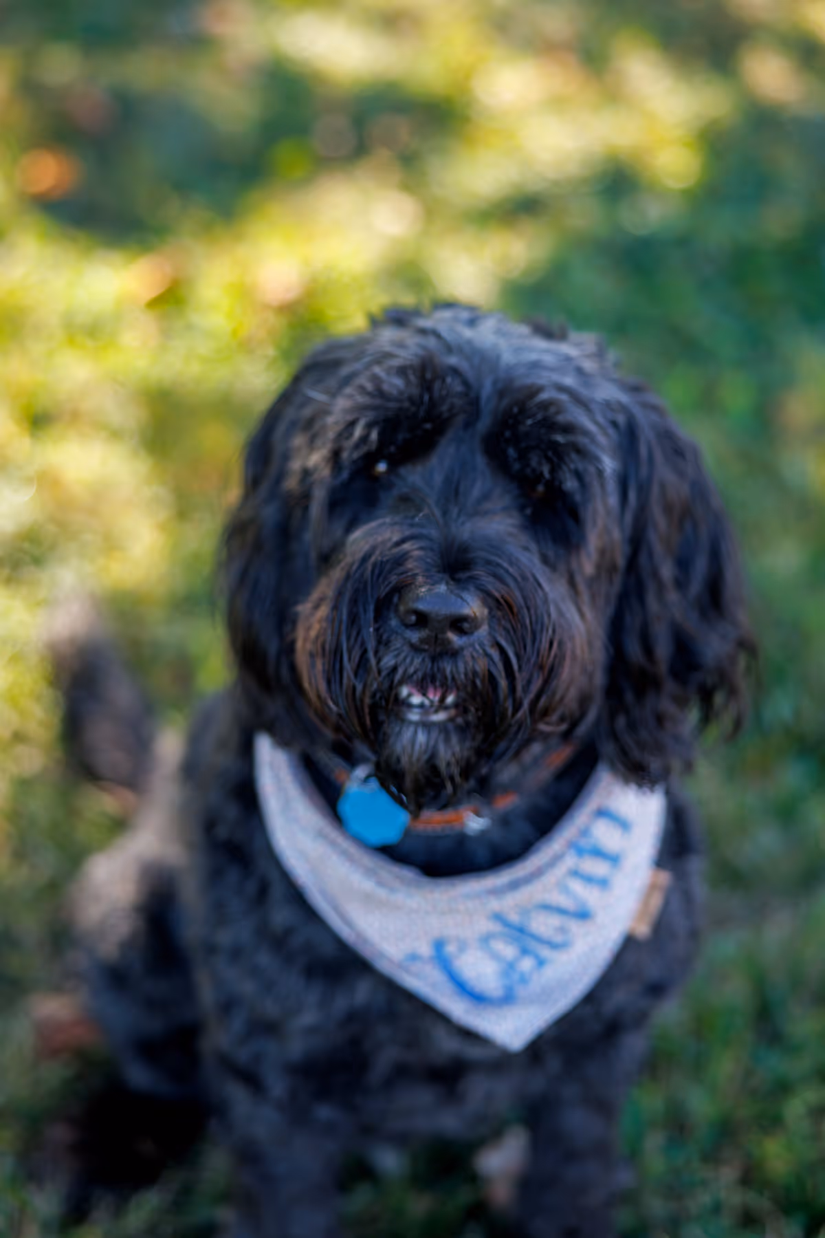 Calvin - Cartwright Dental team member