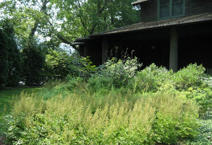 Large, naturalistic perennial garden bed with ferns and yellow-green Astilbe next to the porch of a dark shingle house.