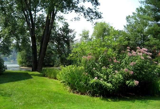 Lawn area next to water, with large flowering Joe Pye Weed and tall grasses planted along the edge of a pond.