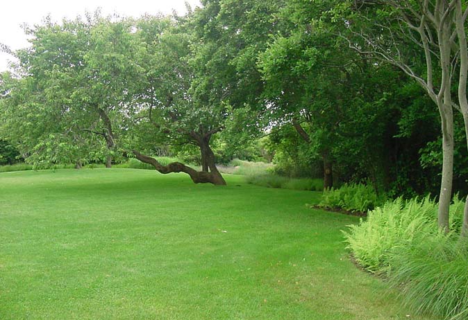 Wide, open lawn surrounded by dense green foliage, featuring a dramatically curved, mature native tree.