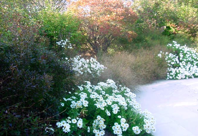 Mixed perennial border with dark shrubs, ornamental grasses, and large white flowering daisies next to a path.