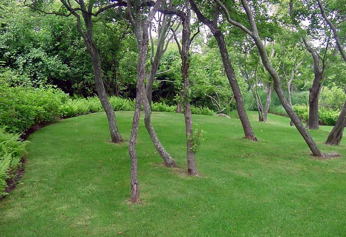 Gently sloped, manicured lawn bordered by lush ferns and a grove of naturally bent, mature shade trees.