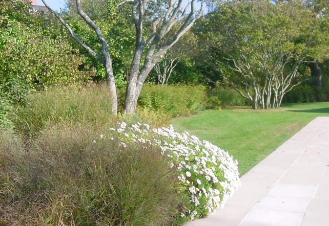 White flowering perennial clumps and tall grasses border a patio path, with wind-pruned trees and lawn in the background.