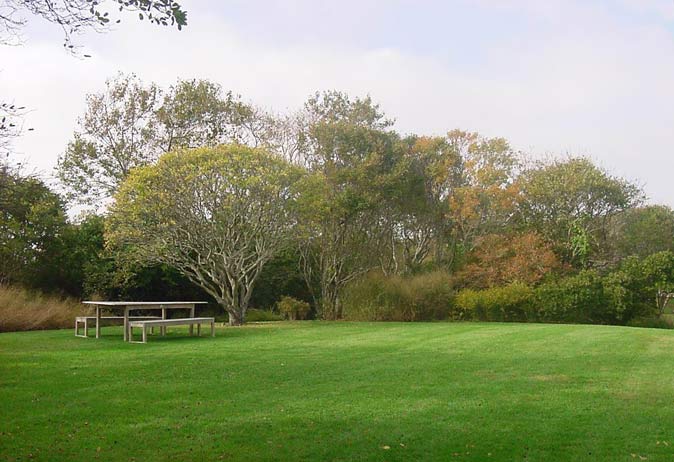 Rustic wooden picnic table and benches set under a mature, sculptural tree on a large, open, grassy lawn area.