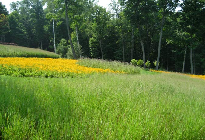 Sloping meadow landscape showing large, tiered beds of yellow wildflowers and ornamental grasses backed by forest.