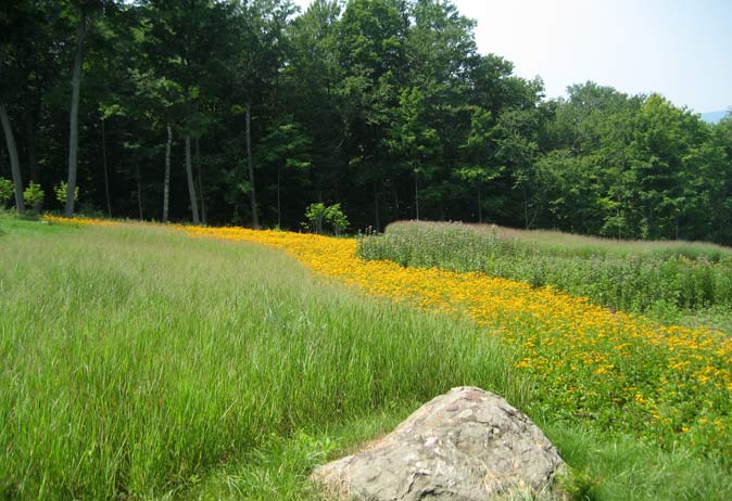 Curved beds of tall meadow grasses and bright yellow wildflowers on a sloped hillside next to a large boulder.