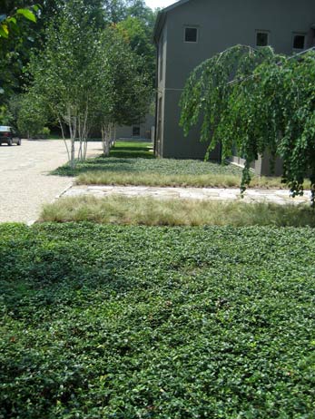 Layered groundcover and ornamental grasses leading past silver birch trees and a modern, gray-green building facade.