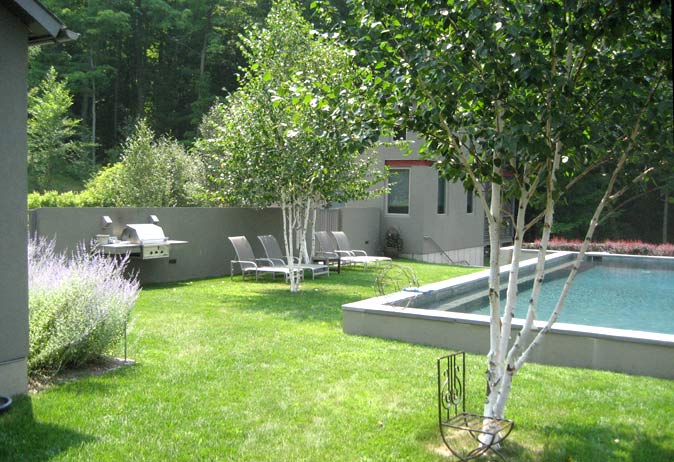Modern backyard with a rectangular pool, lawn, built-in grill, and birch trees against a dense woodland backdrop.