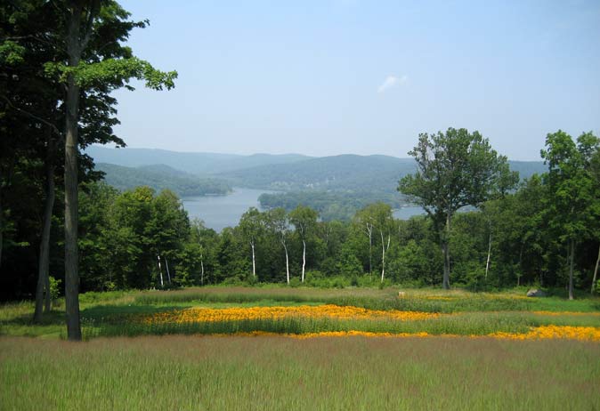 Scenic view of a lake and rolling hills over a foreground of wildflowers, tall grasses, and birch trees.