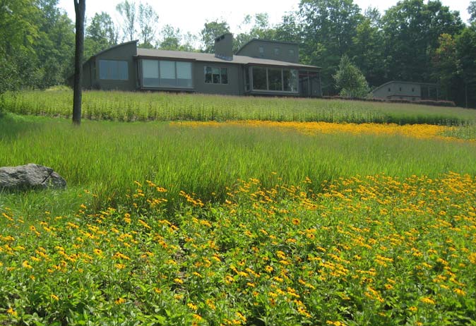 Modern home overlooking a sloped meadow of yellow black-eyed Susans, tall grasses, and wild plantings on a hillside.