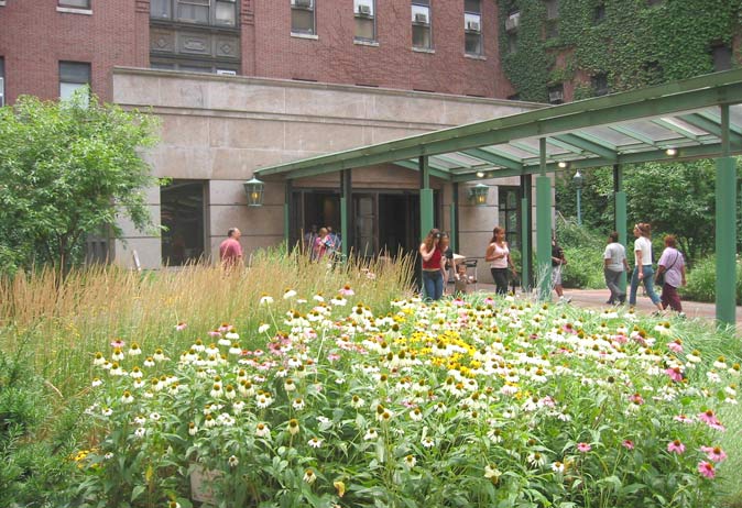 View of the garden entrance with coneflowers and grasses. People walk under a green canopy leading into the building.