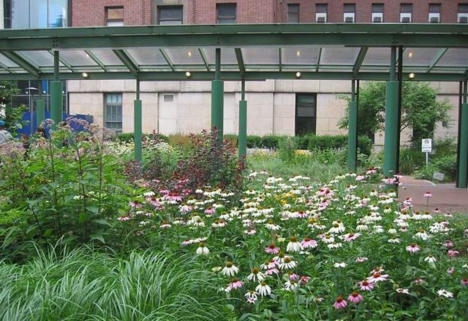 Foreground view of a garden with coneflowers and tall grasses beneath a green-framed, covered walkway.