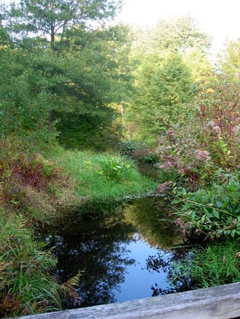 A small, narrow stream surrounded by dense, naturalized foliage, grasses, and ferns in a wooded area.