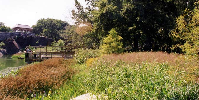 Viewing deck at the water's edge, surrounded by tall grasses, with Belvedore Castle visible on the rocky hill.