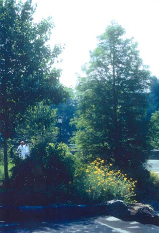 Two people stand partially obscured by dense park foliage, with tall trees and yellow flowers in bright sunlight.