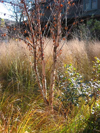 Close-up of a River Birch tree with peeling bark, set among tall, golden ornamental grasses in the autumn sunlight.