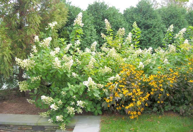 White panicle hydrangeas and yellow coneflowers planted along a short stone border with tall evergreens in the background.
