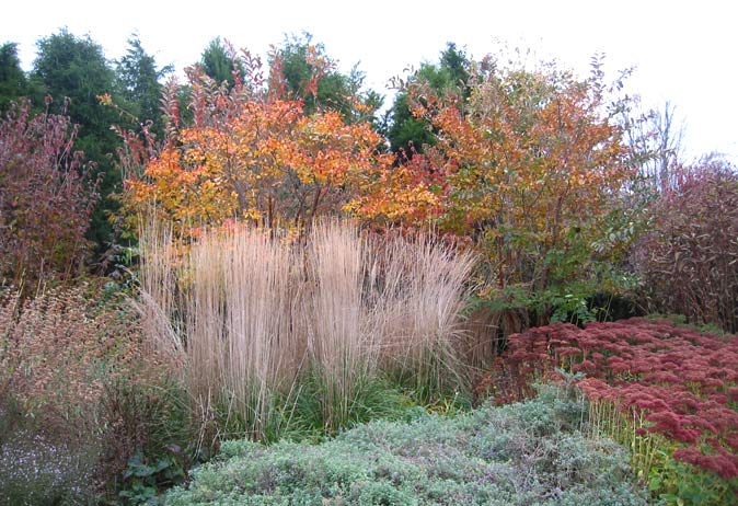 Dense planting in late autumn, showing tall dried grasses, orange/red foliage, and layered shrubs.