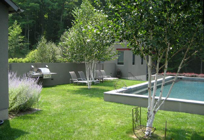 Modern backyard with a rectangular pool, lawn, built-in grill, and birch trees against a dense woodland backdrop.