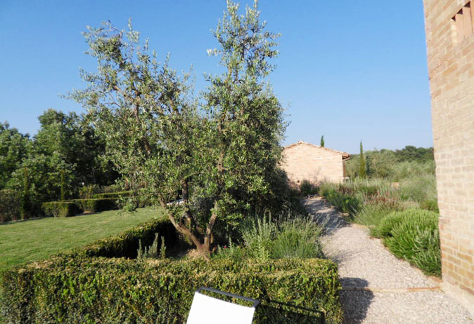 Gravel garden path curving past an olive tree and manicured hedge, blending formal and wilder plantings.