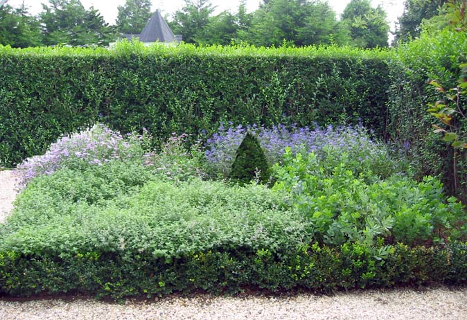 Layered garden bed with low green shrubs, purple flowers, and a small conical evergreen, backed by a tall clipped hedge.