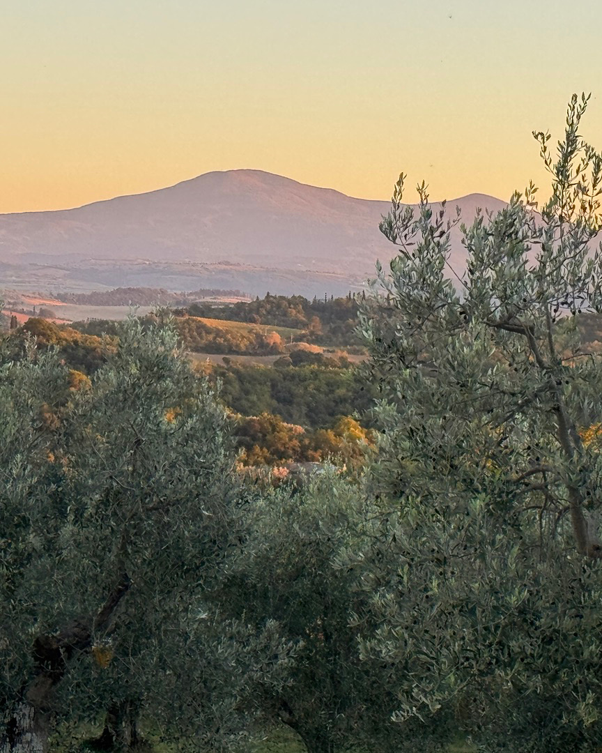 Distant purple mountains at sunset framed by the silvery-green leaves of an olive grove.