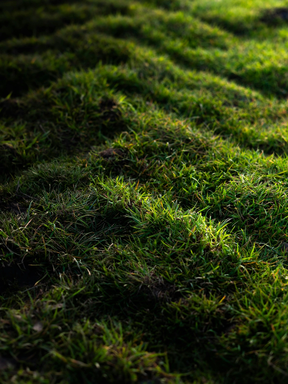 Project Sod Installation & Lawn Repair by Sunrise Lawn & Snow