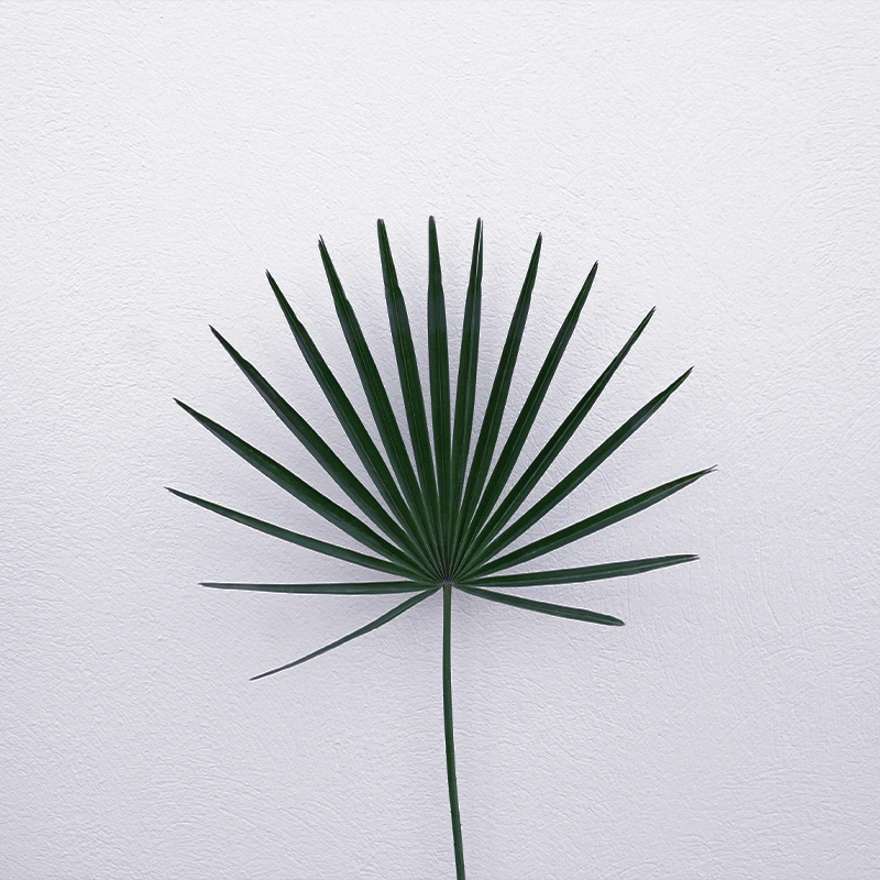 Single green palm leaf with long pointed segments against a white textured wall.