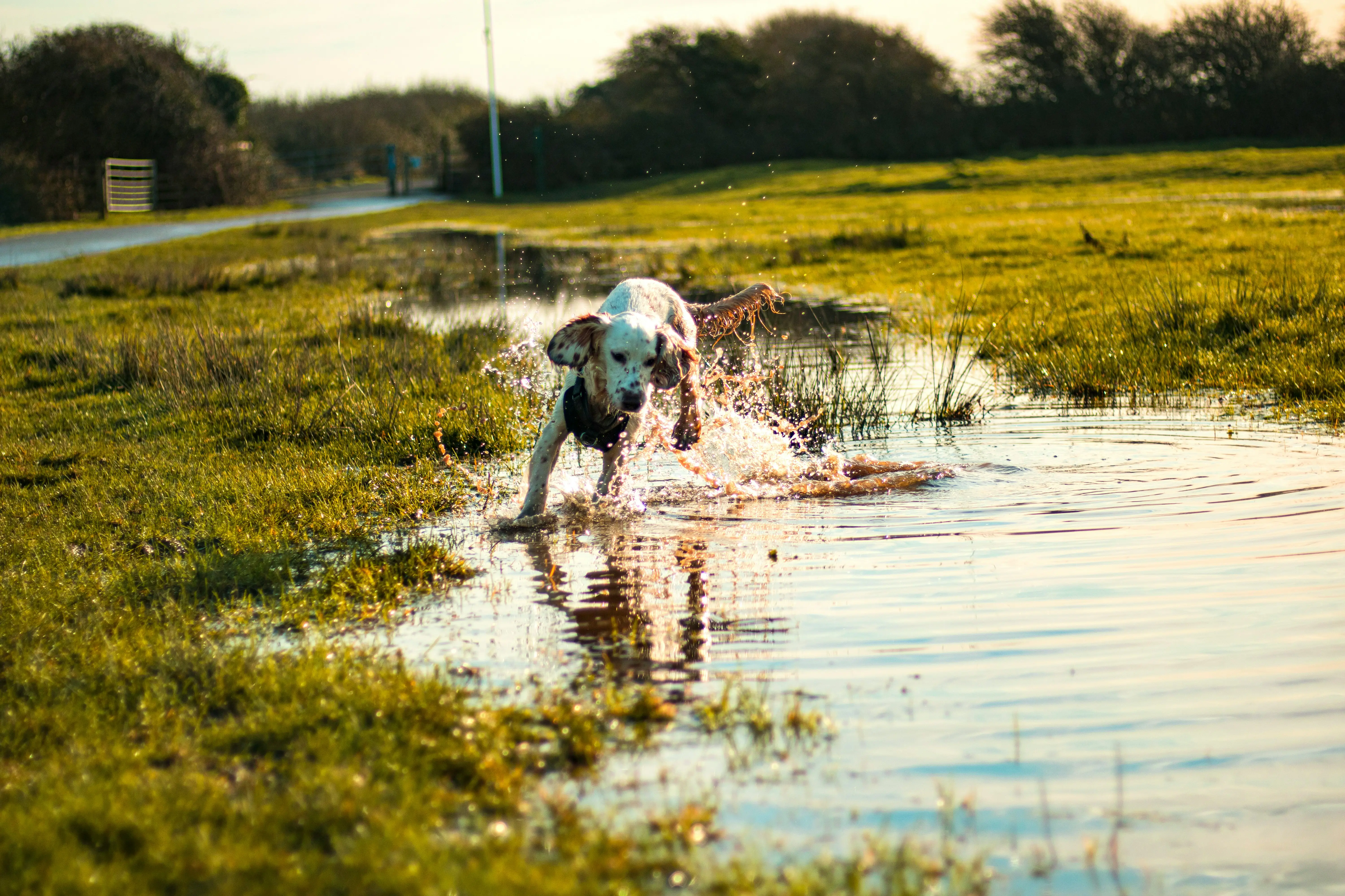 A dog playing in a puddle of water.
