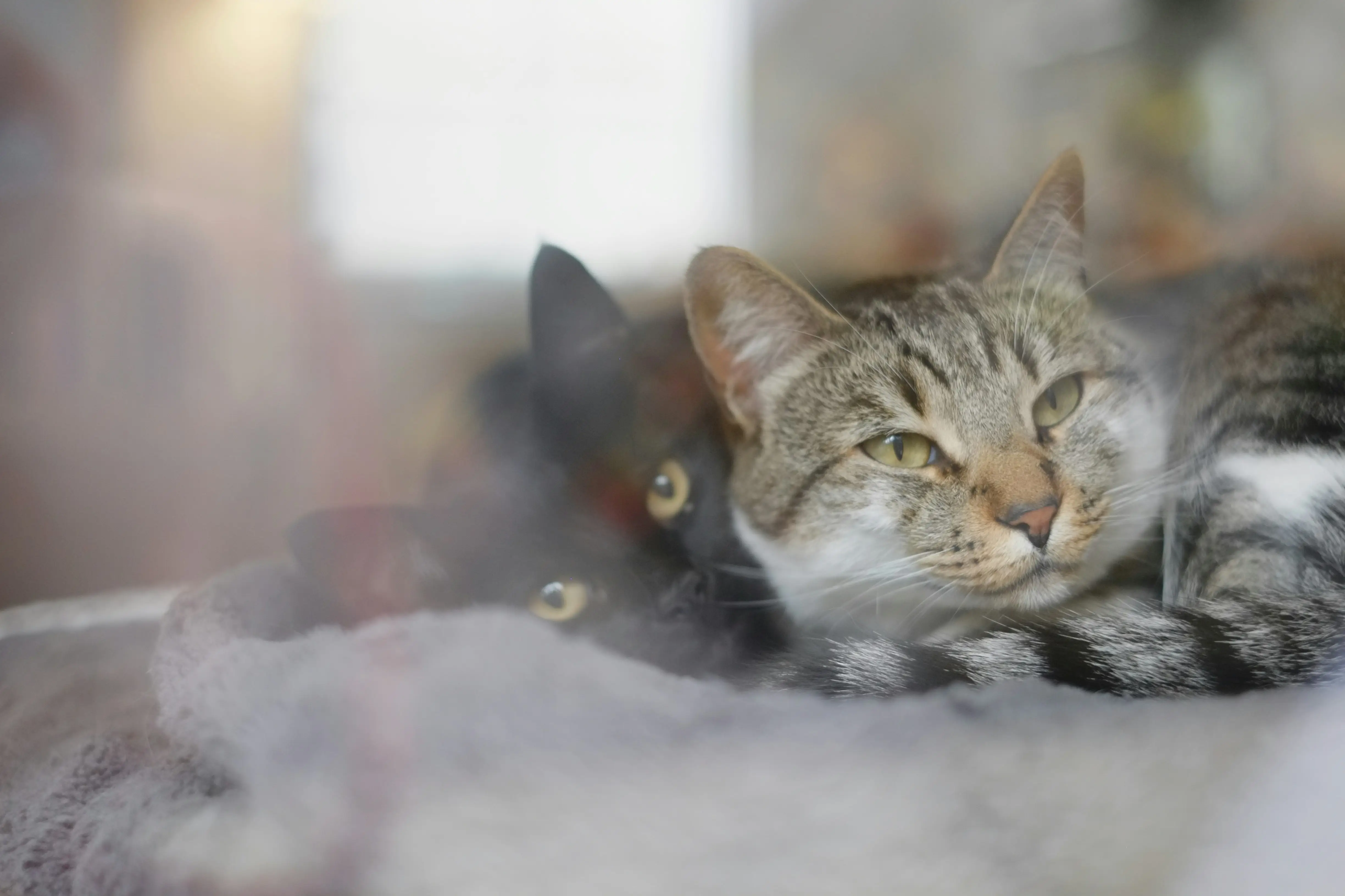 Two cats sitting together and resting
