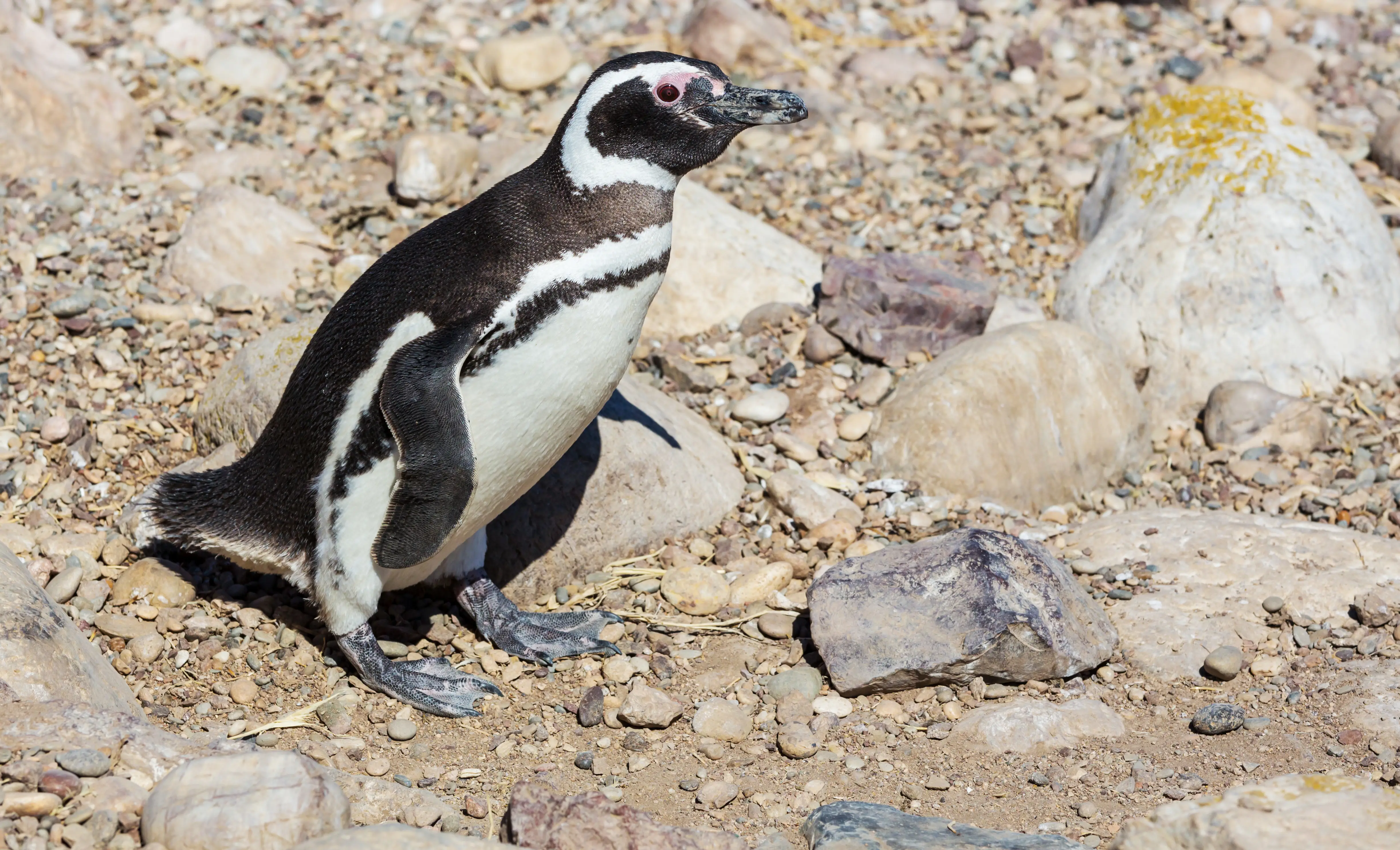 A penguin walking on the coast.