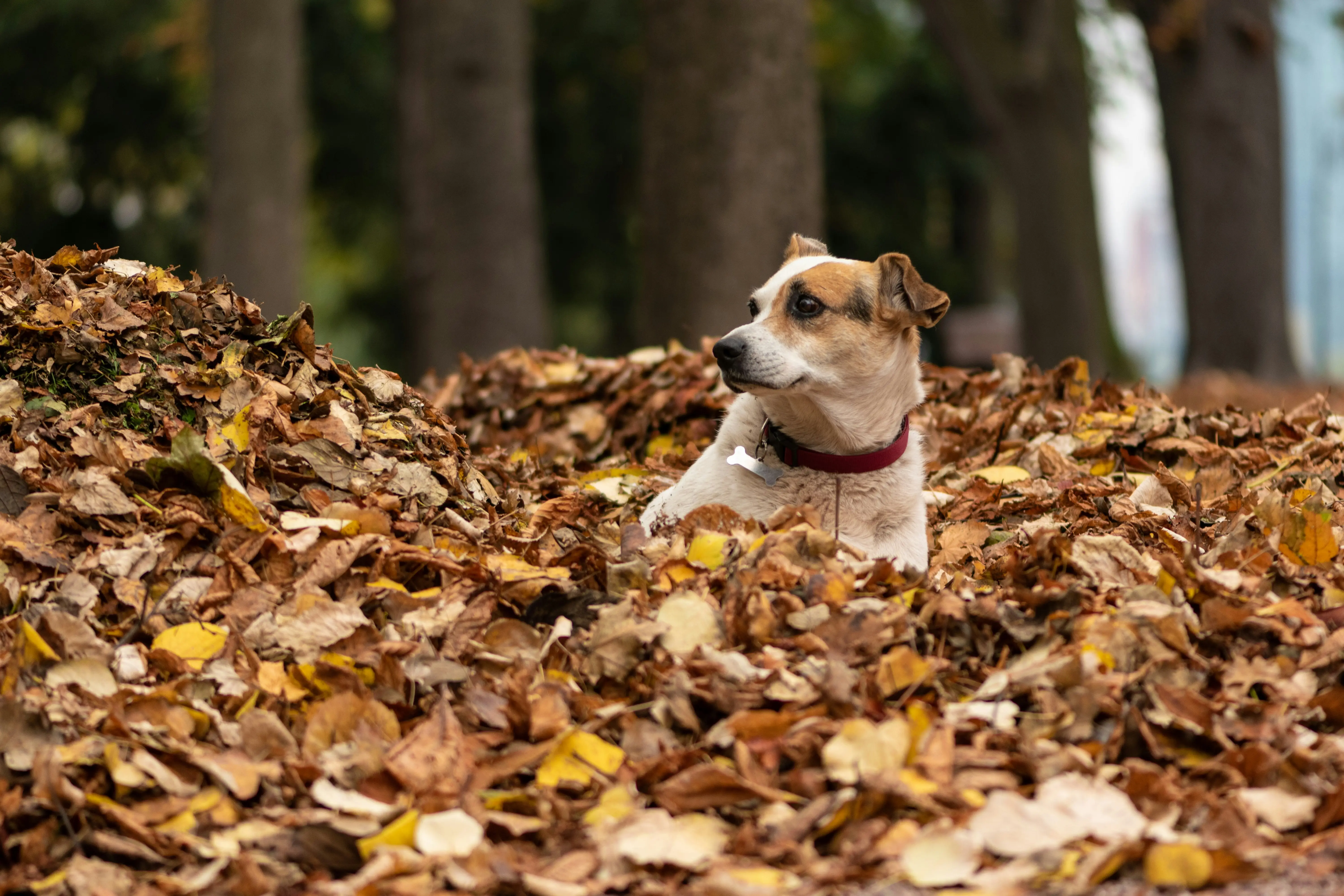 A dog playing in a pile of fallen autumn leaves