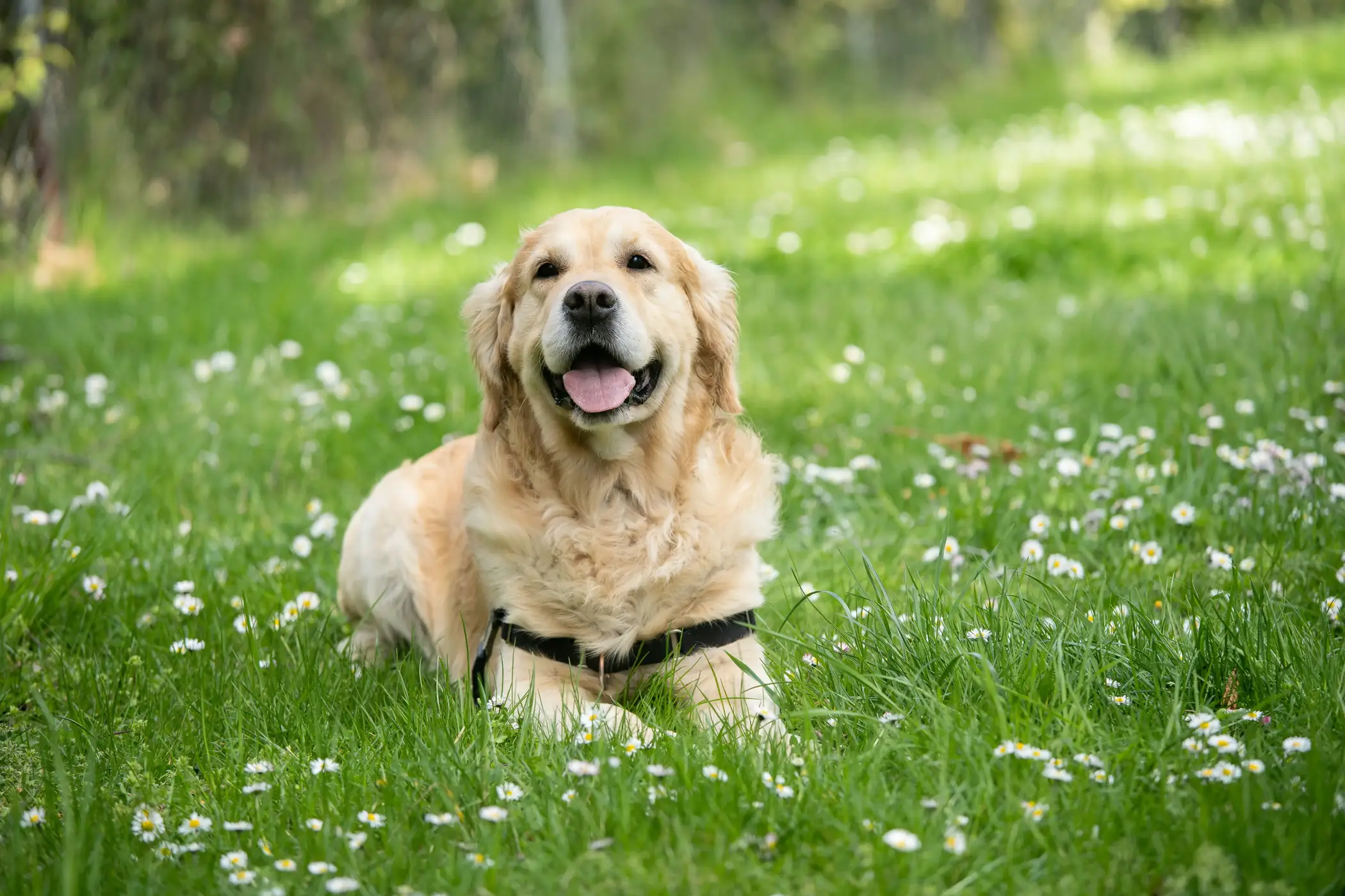 A golden retriver sitting on a green grass field.
