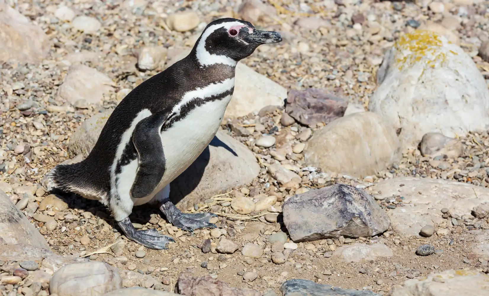 A penguin walking on the coast.