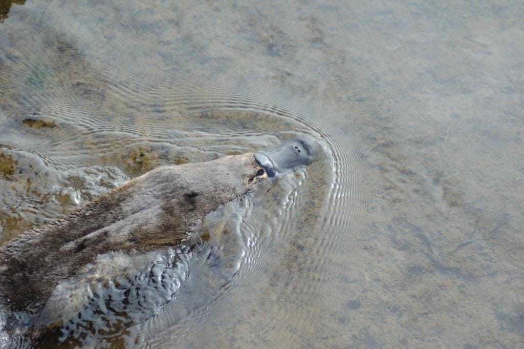 A platypus swims on the surface of a river in a close-up photo, showing their bill sleekly in the water.