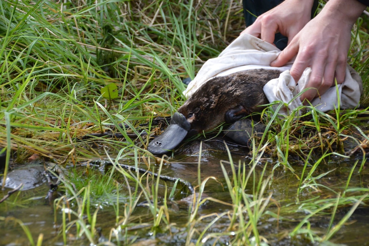 Two hands hold a platypus gently in a blanket, releasing them into a small stream.