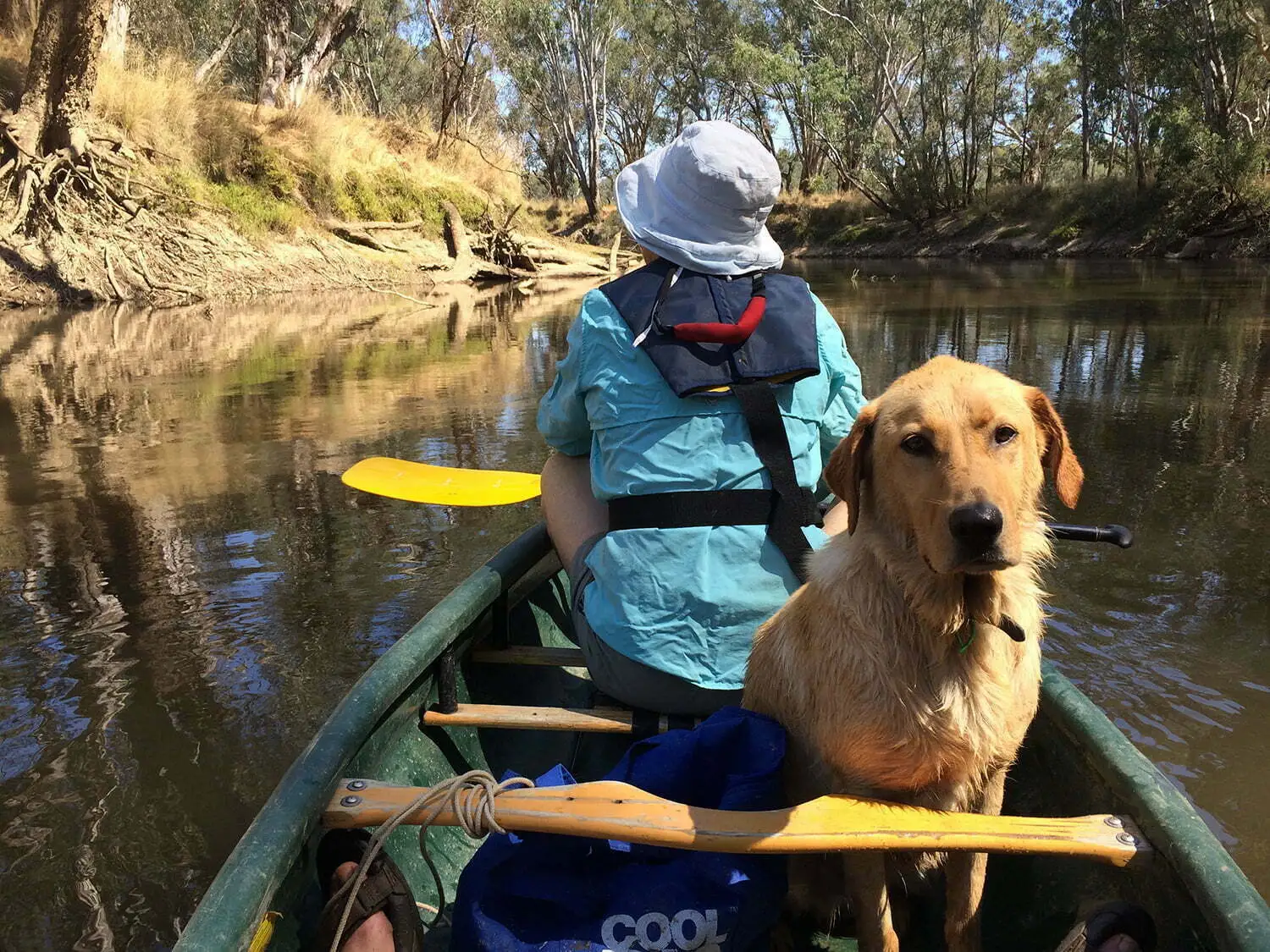Dog on the banks of the Ovens River during a river rambling journey through regional Victoria