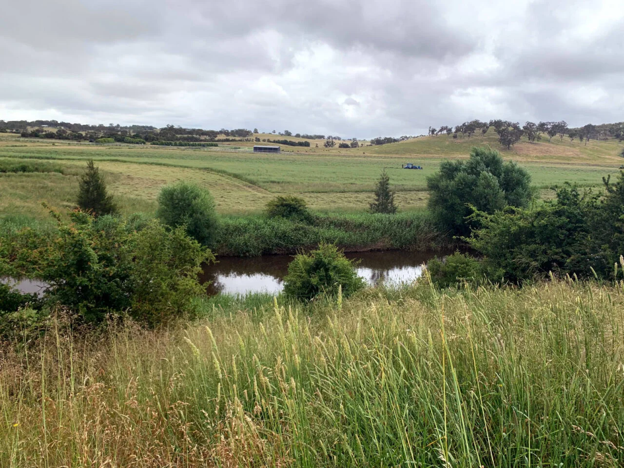 Stands of reeds now line the riverbank as cattle can no longer access the water, instead drinking from newly installed troughs as part of the Rivers of Carbon program incentives.