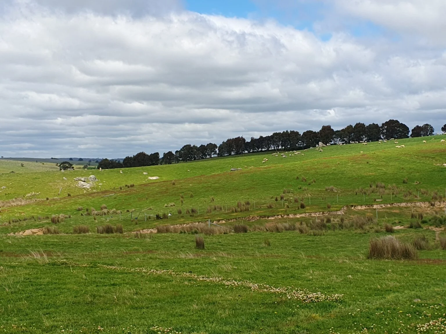 Fenced gully for the Crookwell project at Red Hill.