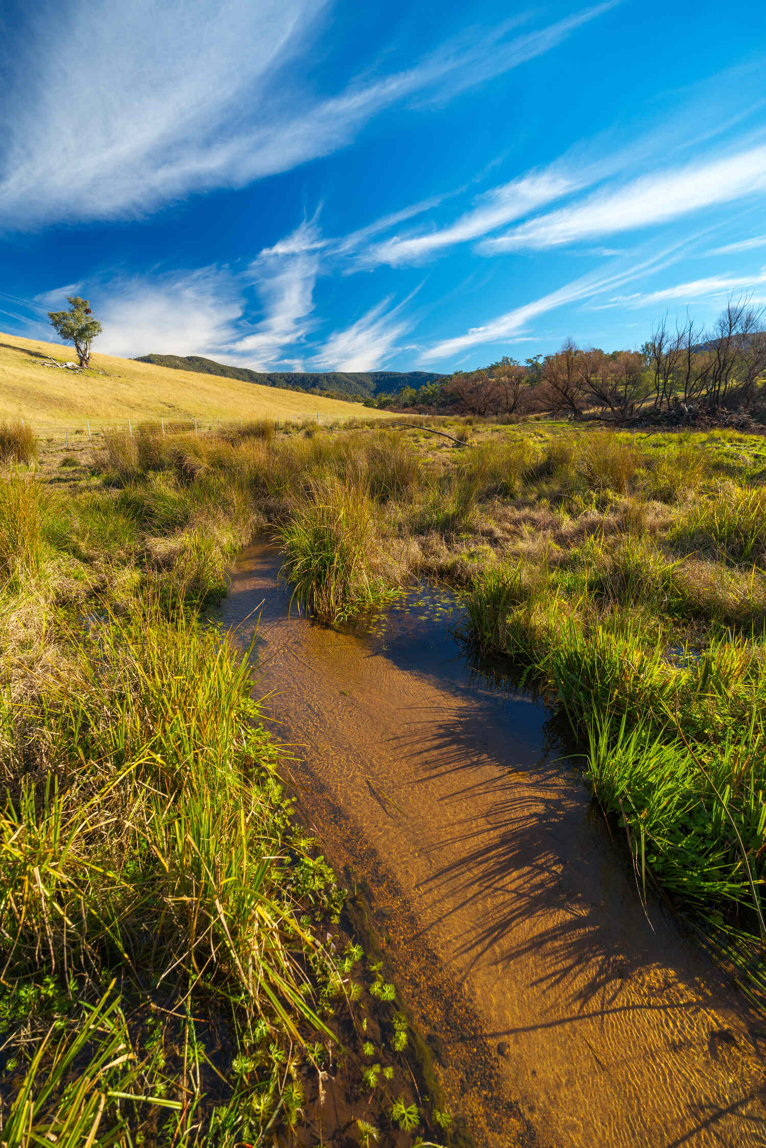A sediment-laden creek impacted by erosion and runoff. Restoring riverbanks and managing stock access in waterways like this helps keep soil on the land and improves water quality. 