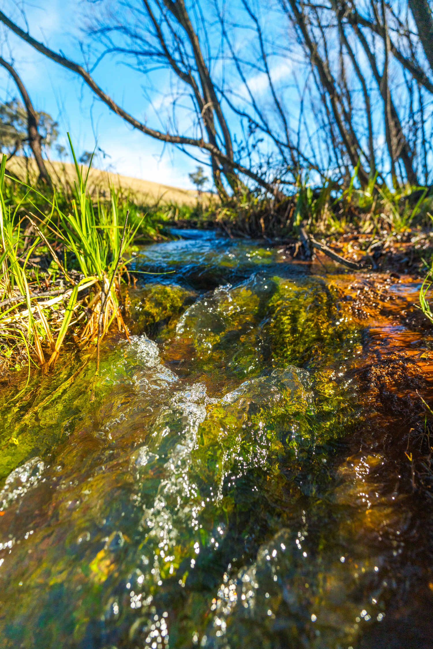 Native lomandra lines the banks of this clear-flowing creek. Replacing invasive willows with native vegetation will increase water availability and encourage native plants to thrive.