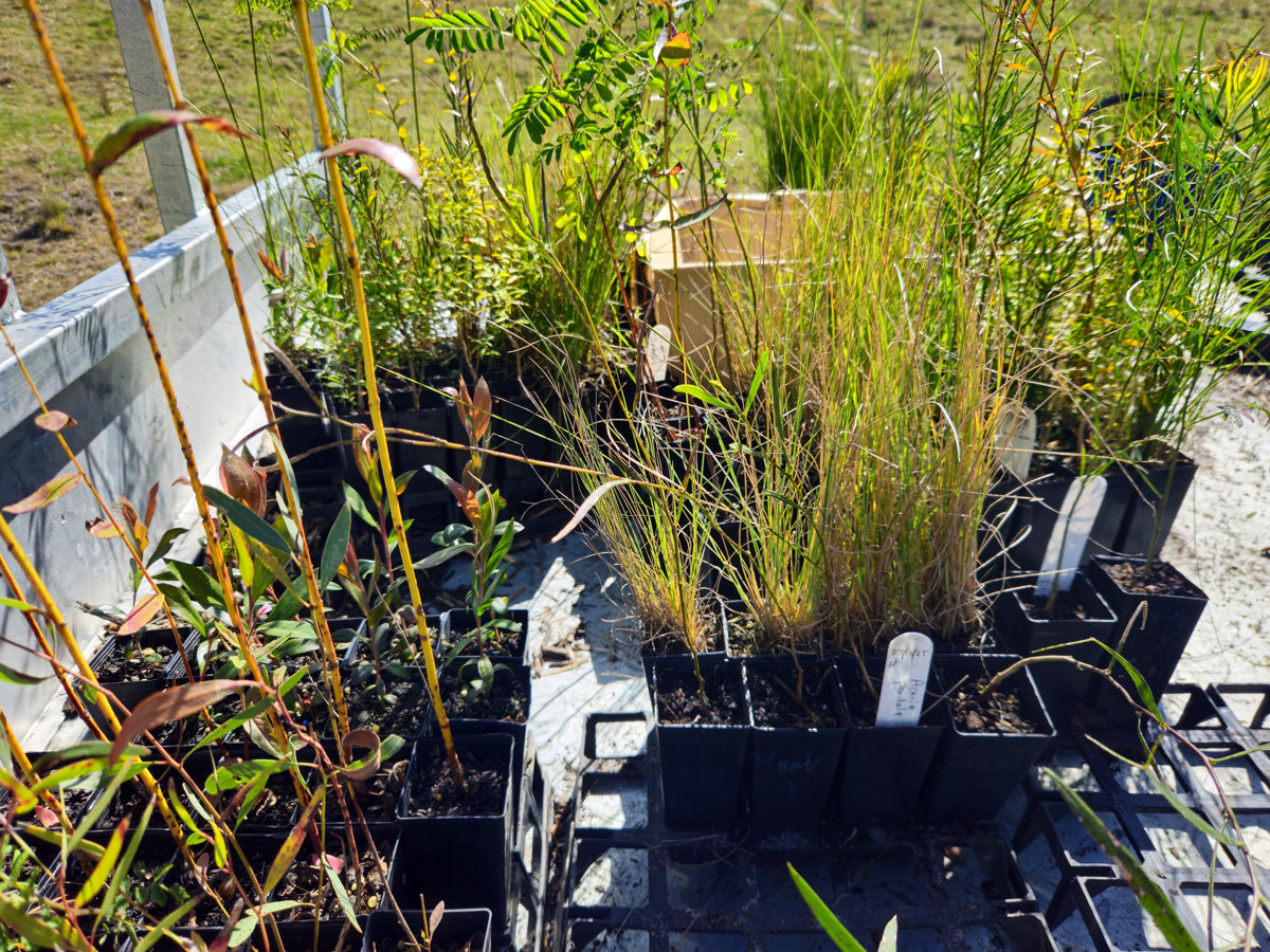 Seedlings for grasses, shrubs and trees