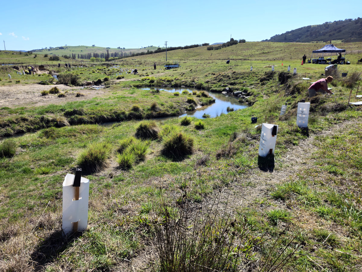 Plant guards along a section of Gibraltar Creek