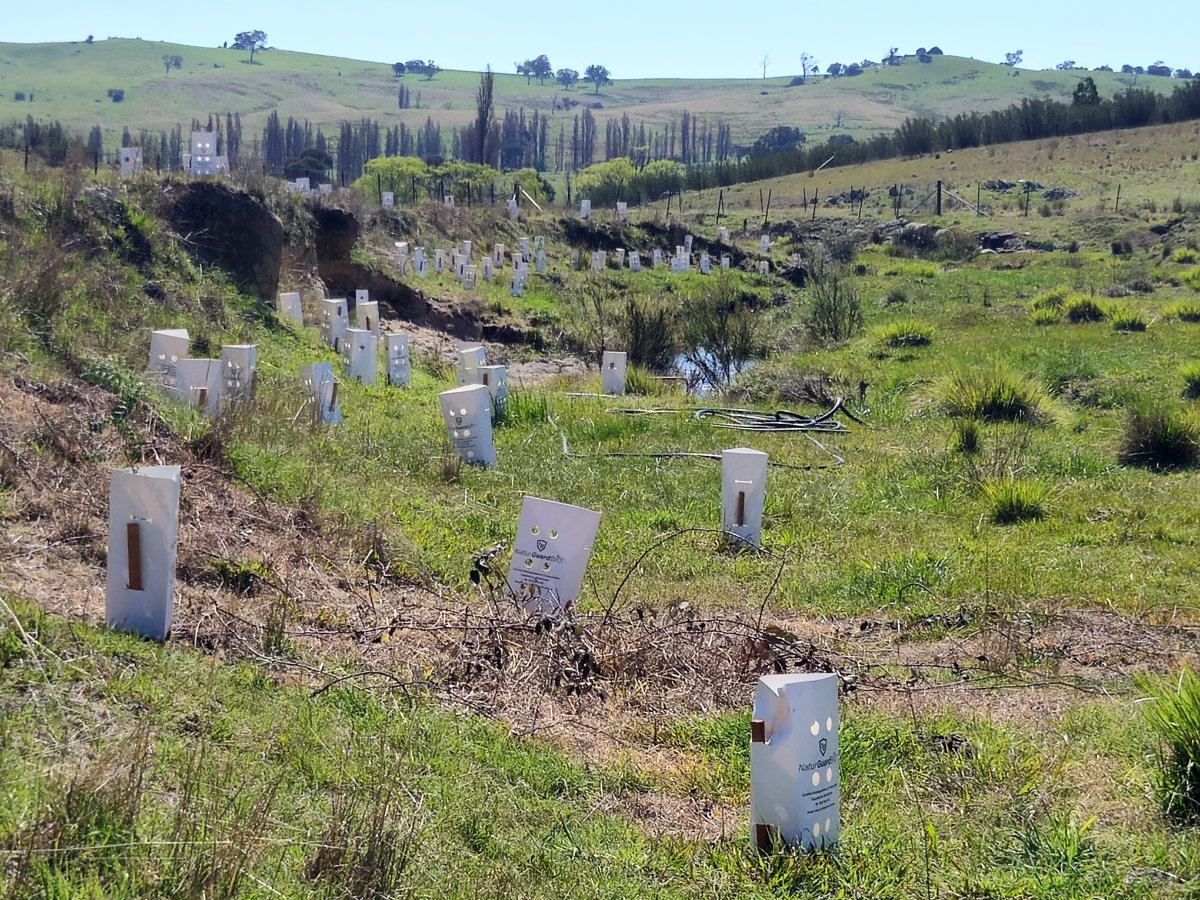 Plant guards along a section of Gibraltar Creek