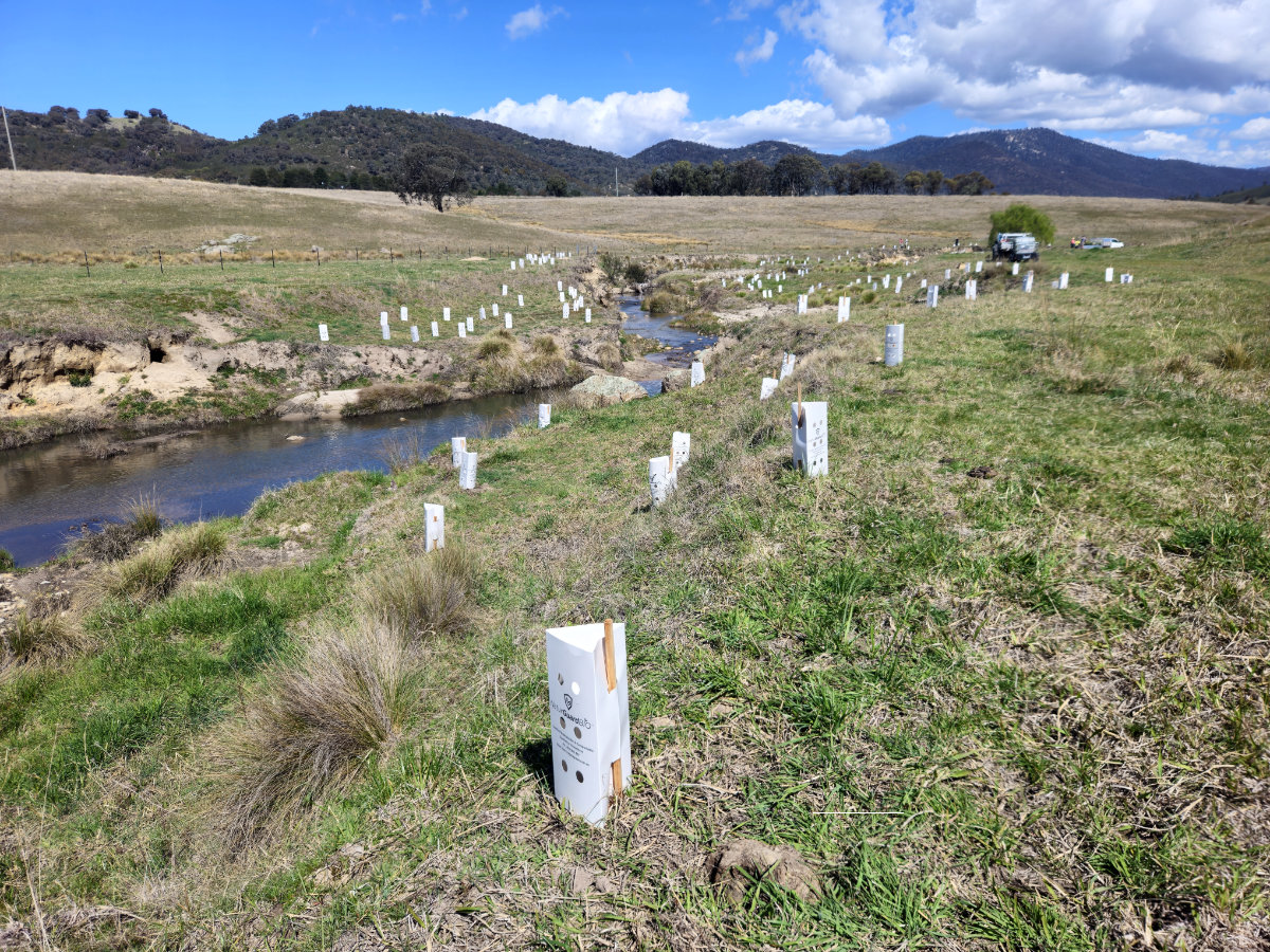 Plant guards along a section of Gibraltar Creek